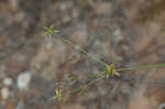 Illinois flatsedge